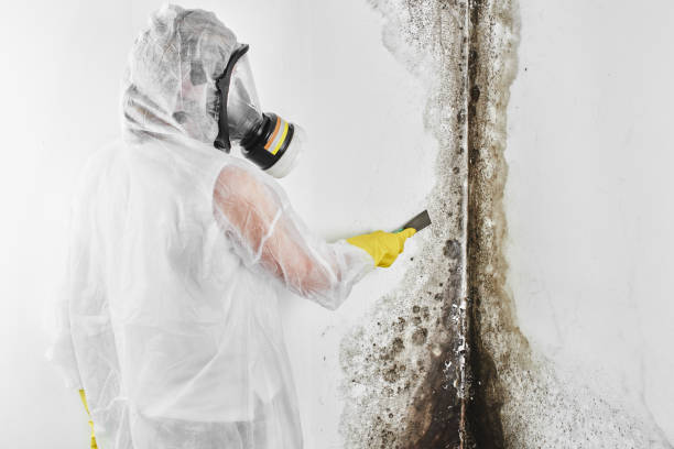 Best Mold Testing  in Vega, TX