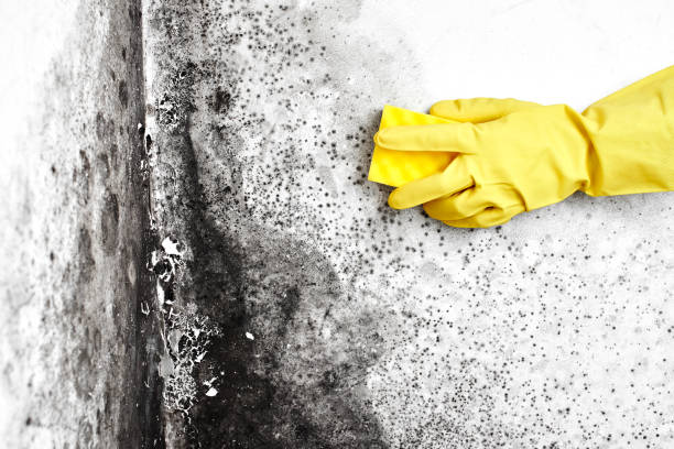 Best Mold Testing and Removal  in Vega, TX