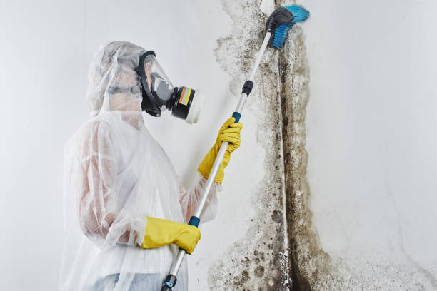 Office Mold Removal Services in Vega, TX