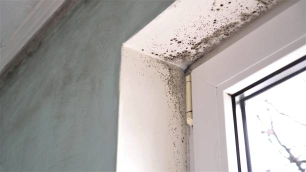Best Home Mold Removal  in Vega, TX
