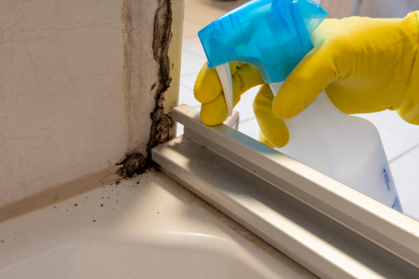 Best Best Mold Removal Companies  in Vega, TX