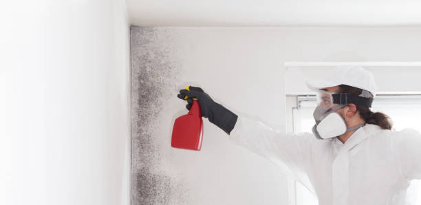 Reliable Vega, TX Mold Removal Solutions