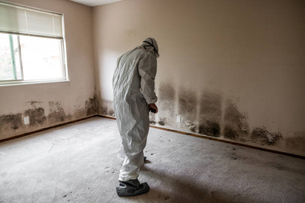 Best Affordable Mold Removal  in Vega, TX