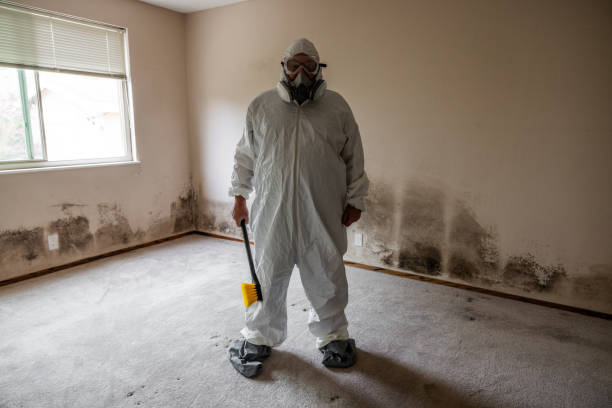 Best Mold Remediation  in Vega, TX