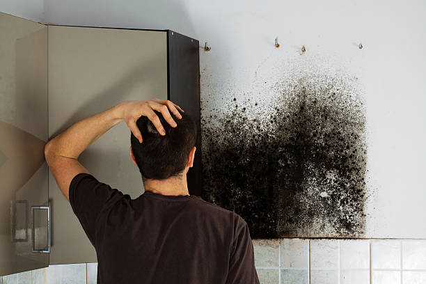 Best Mold Removal Near Me  in Vega, TX