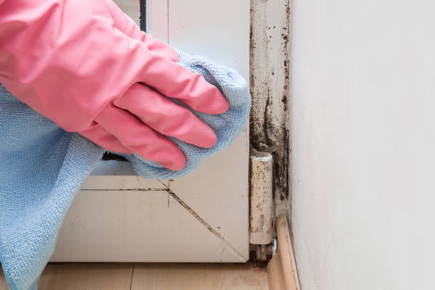 Best Mold Testing  in Vega, TX