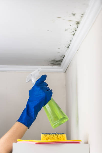 Best Mold Remediation  in Vega, TX