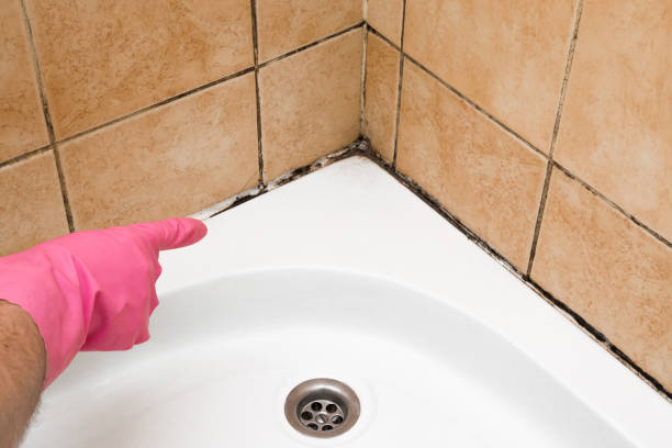 Trusted Vega, TX Mold Removal Experts